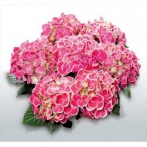 TIVOLI ROSA